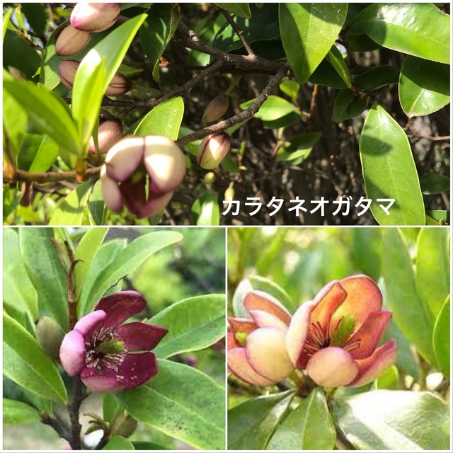 A20B97DB-B244-44EC-BF40-20EAFC7571C0.jpeg
